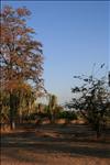 Liwonde