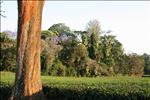 10 Satemwa Tea Estate