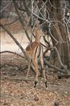 Impala
