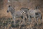 Zebra's in Lengwe
